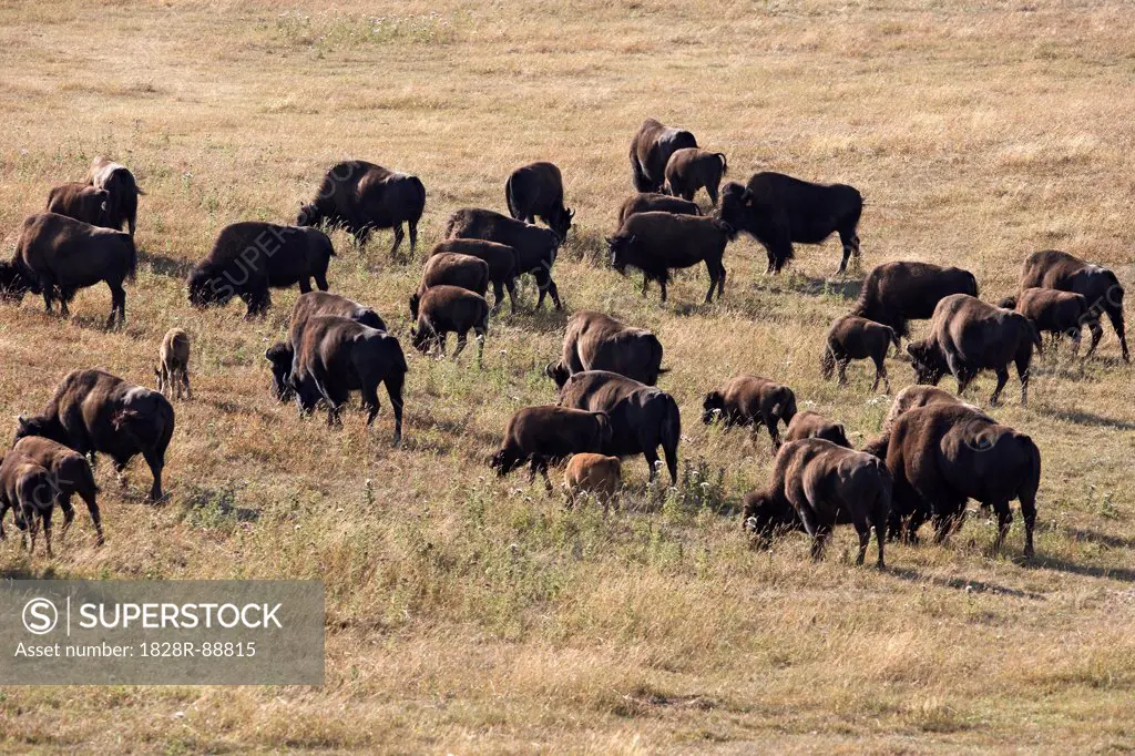Herd of Bison, Tacarsey Bison Ranch, Pincher Creek, Alberta, Canada