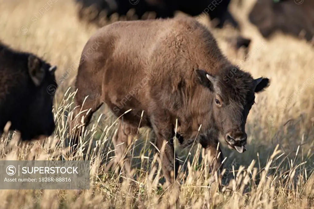 Bison Calf in Field, Tacarsey Bison Ranch, Pincher Creek, Alberta, Canada