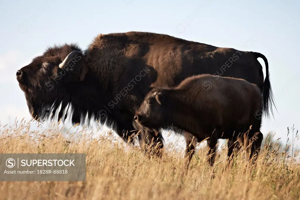 Female Bison with Calf, Tacarsey Bison Ranch, Pincher Creek, Alberta, Canada