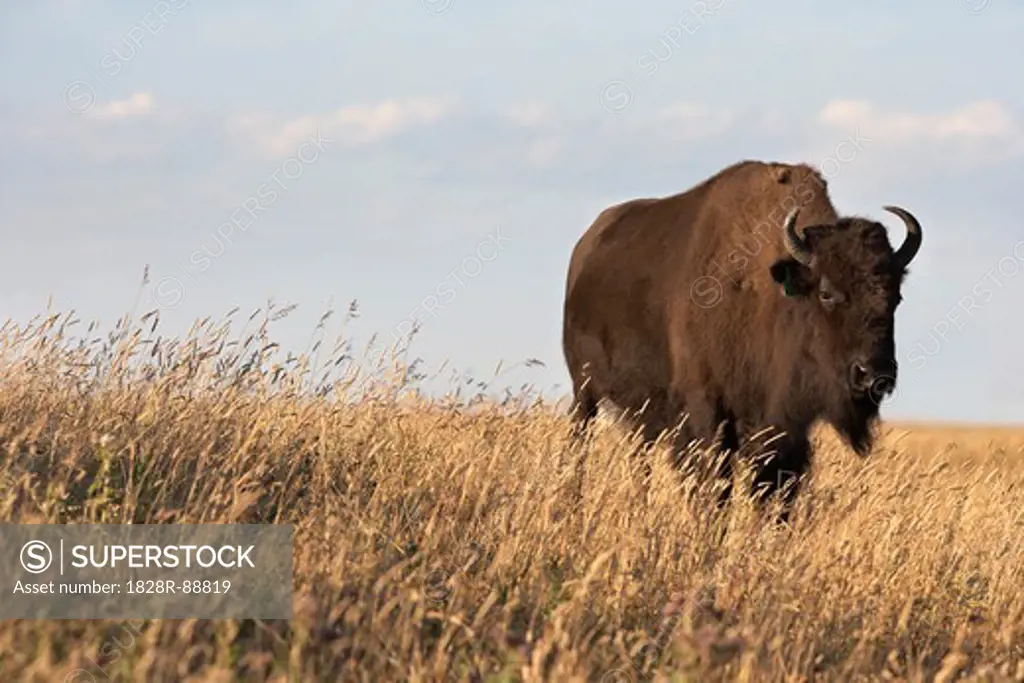 Bison in Field, Tacarsey Bison Ranch, Pincher Creek, Alberta, Canada