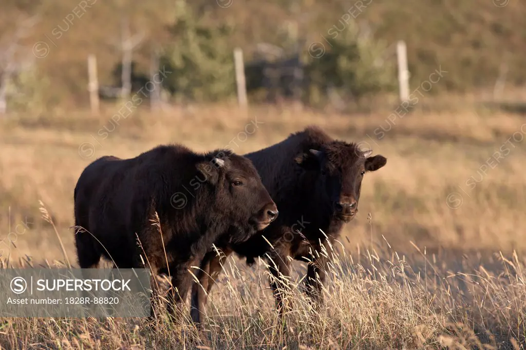 Bison Calves in Field, Tacarsey Bison Ranch, Pincher Creek, Alberta, Canada