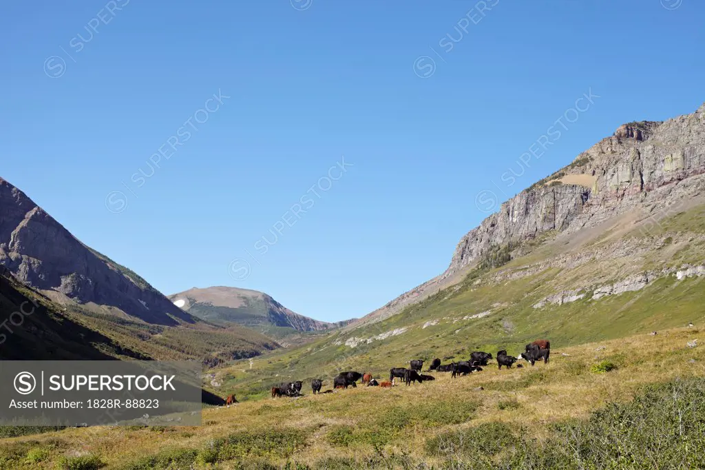 Herd of Cattle surrounded by Moutains, Pincher Creek, Alberta, Canada