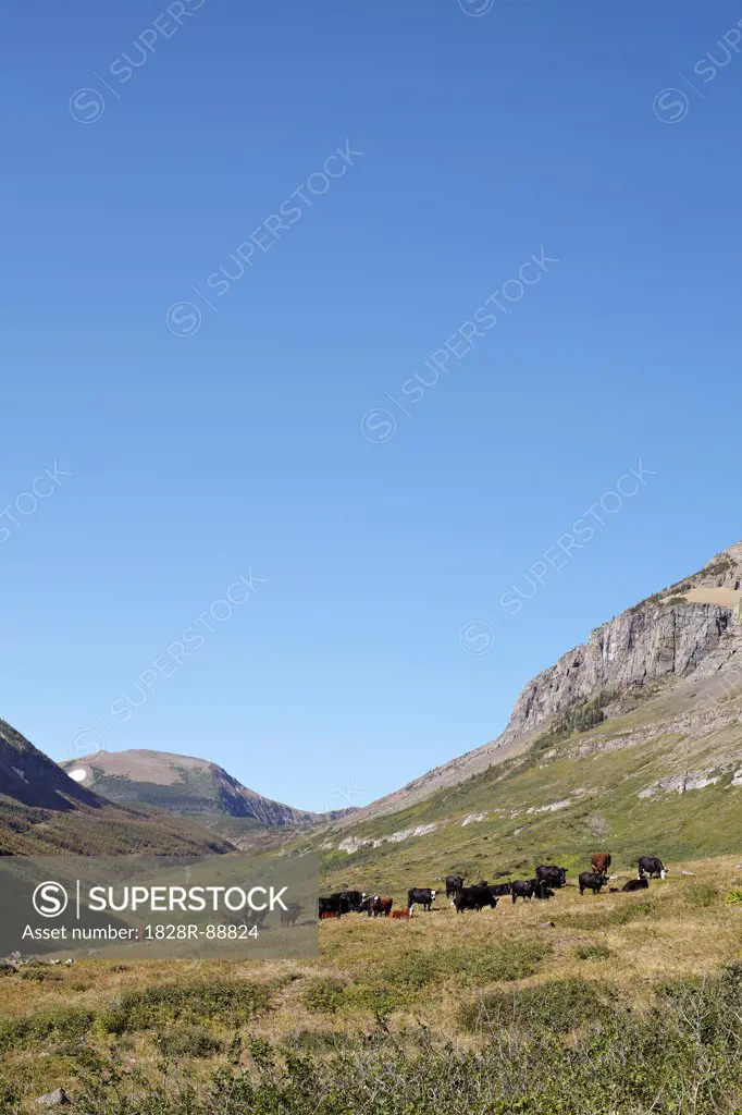Herd of Cattle surrounded by Moutains, Pincher Creek, Alberta, Canada
