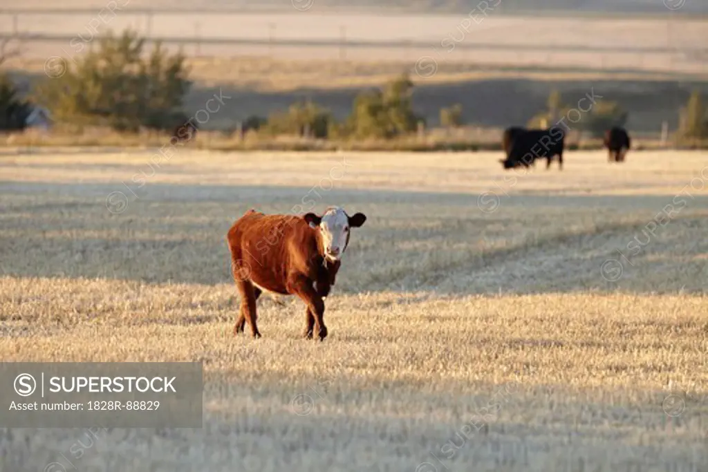 Calf in Field, Pincher Creek, Alberta, Canada