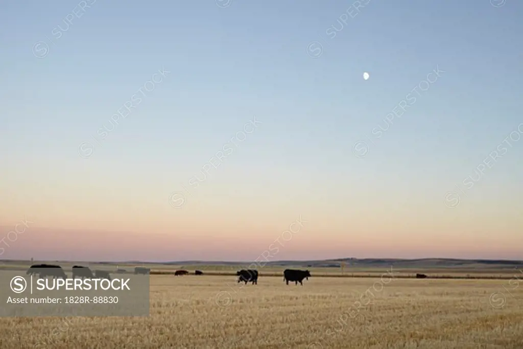 Herd of Cows in Field, Pincher Creek, Alberta, Canada