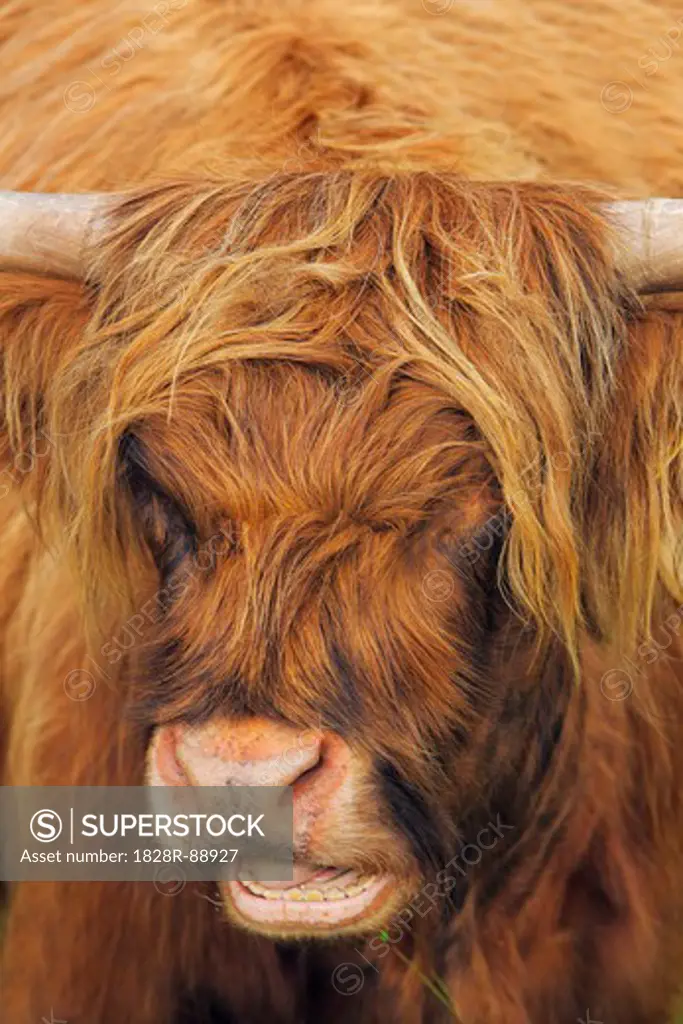 Highland Cattle, Glamaig, Isle of Skye, Inner Hebrides, Hebrides, Scotland