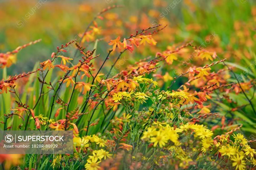 Crocosmia and Asters, Barvas, Isle of Lewis, Outer Hebrides, Hebrides, Scotland
