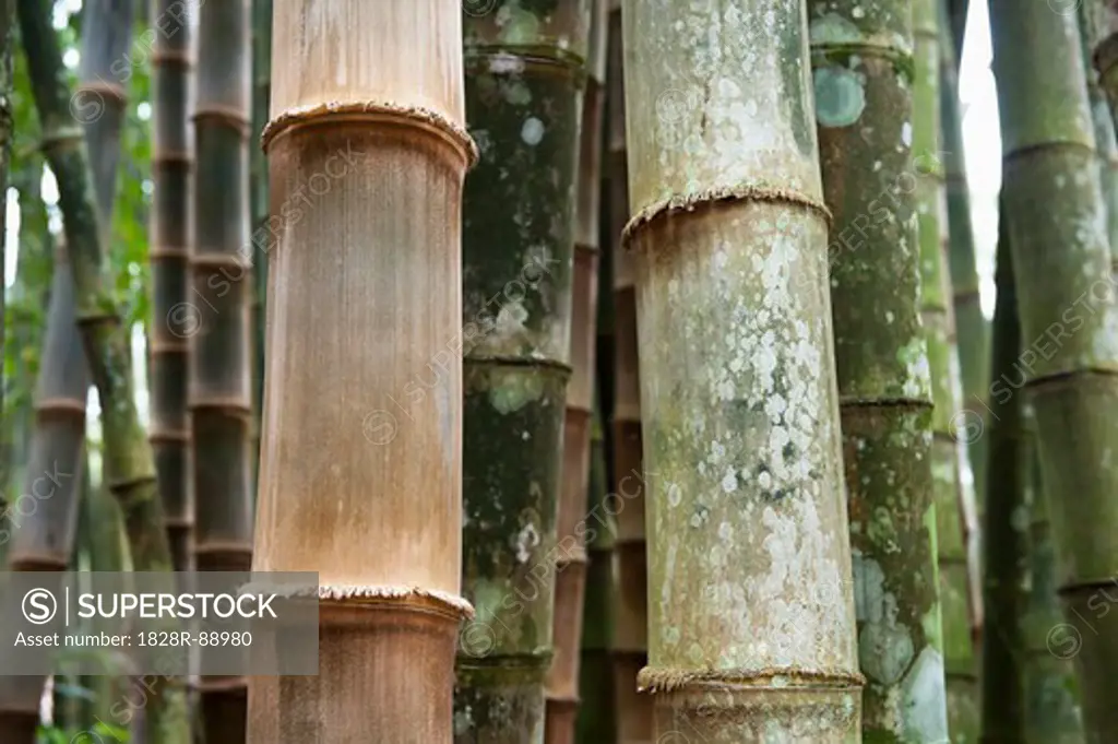 Close-up of Bamboo Trees, Botanical Gardens, Rio de Janeiro, Brazil