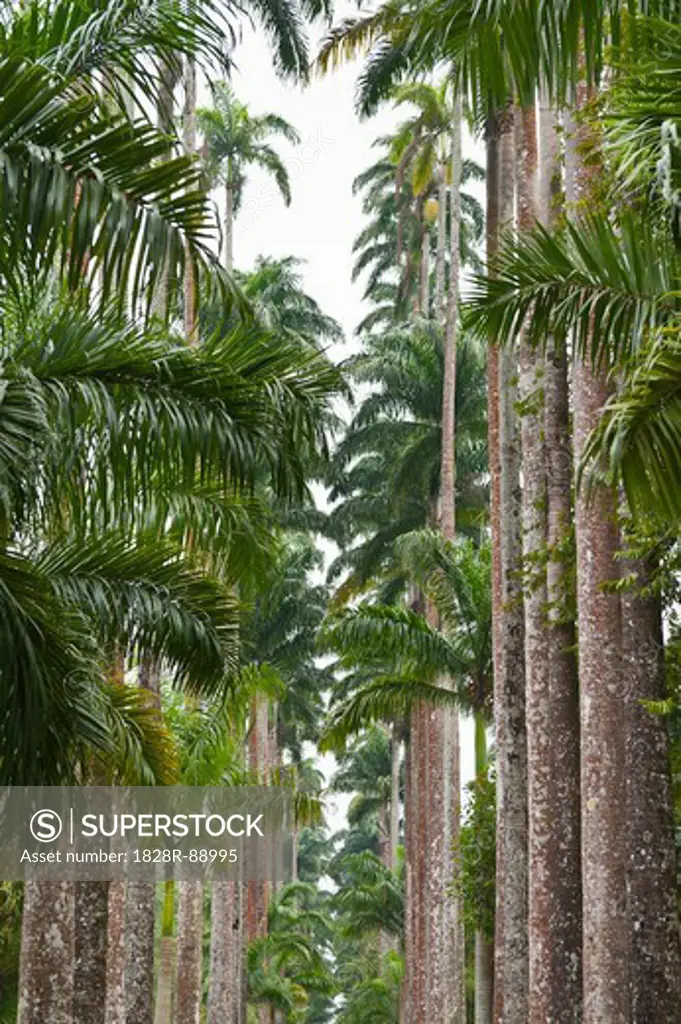 Palm Trees, Botanical Gardens, Rio de Janeiro, Brazil
