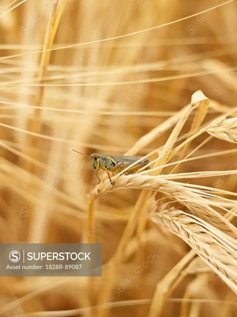 Grasshopper on Wheat Stalk in Field, Alberta, Canada