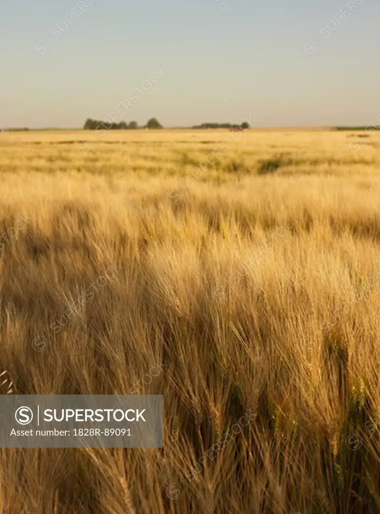 Field of Wheat, Alberta, Canada