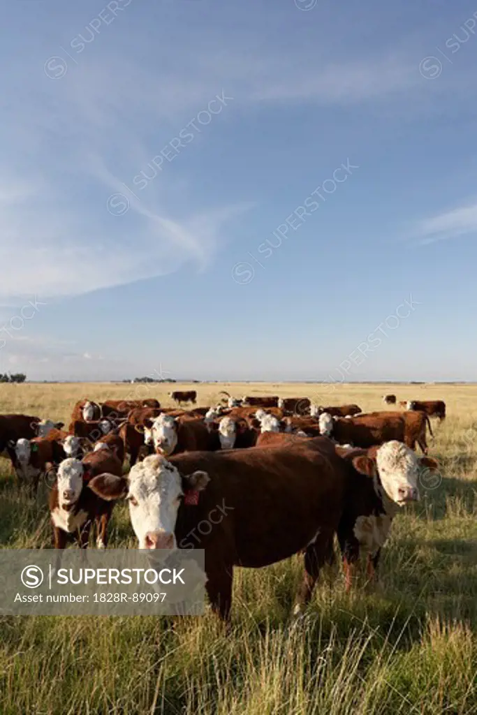 Herd of Beef Cattle in Field, Alberta, Canada