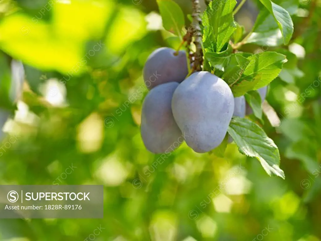 Plums on Tree Branches, Hipple Farms, Beamsville, Ontario, Canada