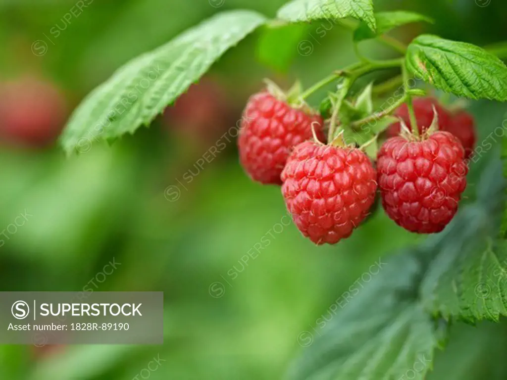 Close-up of Raspberries, Barrie Hill Farms, Barrie, Ontario, Canada