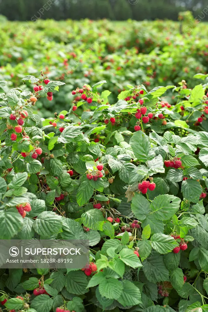 Raspberries Bushes, Barrie Hill Farms, Barrie, Ontario, Canada
