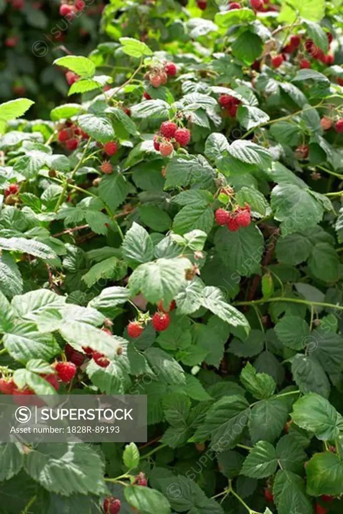 Raspberries Bushes, Barrie Hill Farms, Barrie, Ontario, Canada