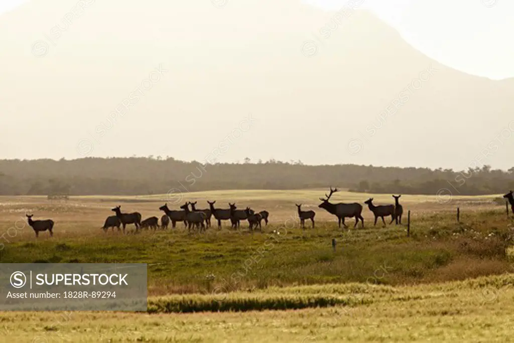 Elk Herd, Pincher Creek, Alberta, Canada
