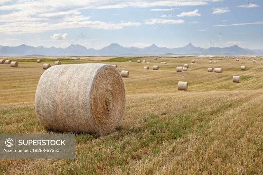 Hay Bales in Wheat Field, Rocky Mountains in Distance, Pincher Creek, Alberta, Canada