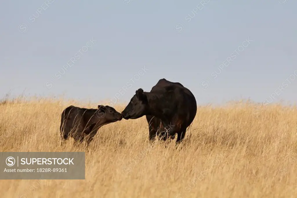 Black Beef Cattle, Cow and Calf, Standing in Field, Pincher Creek, Alberta, Canada