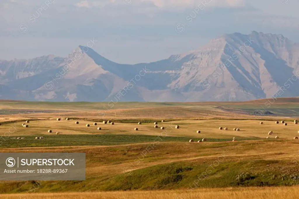 Hay Bales in Fields, Rocky Mountains in Distance, Pincher Creek, Alberta, Canada