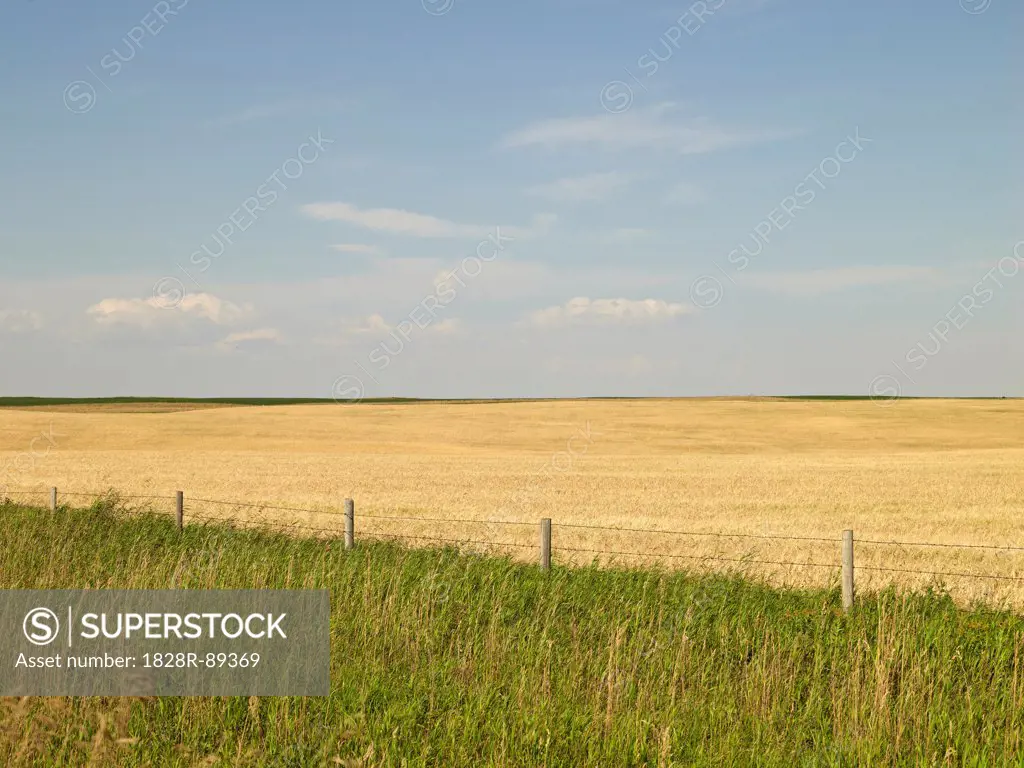 Wheat Field ready for Harvest, Pincher Creek, Alberta, Canada