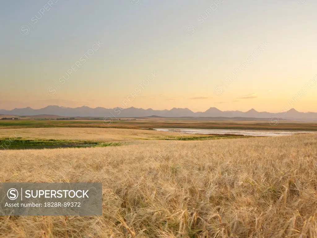 Wheat Field ready for Harvest, Rocky Mountains in Distance, Pincher Creek, Alberta, Canada