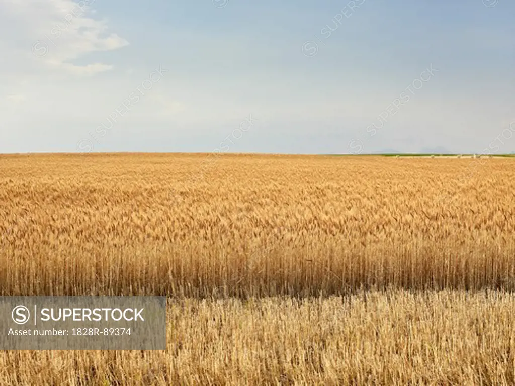 Partially Harvested Wheat Field, Pincher Creek, Alberta, Canada