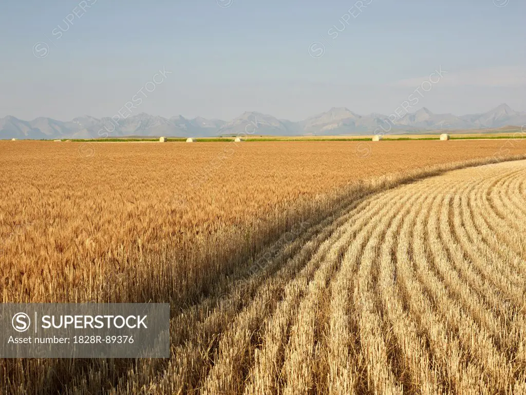 Partially Harvested Wheat Field, Rocky Mountains in Distance, Pincher Creek, Alberta, Canada