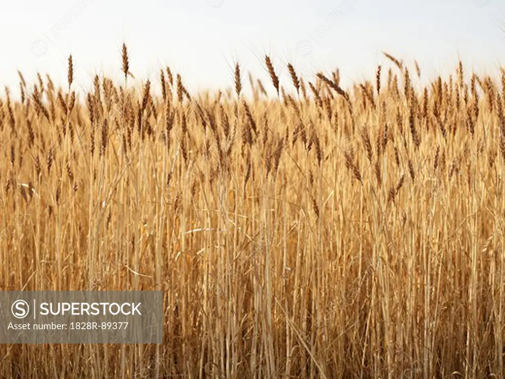 Close-up of Ripened Wheat Stalks in Field, Pincher Creek, Alberta, Canada