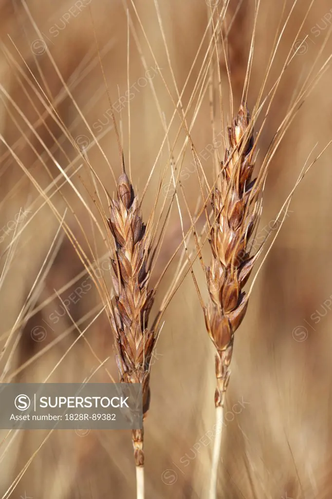 Close-up of Wheat Stalk Heads, Pincher Creek, Alberta, Canada
