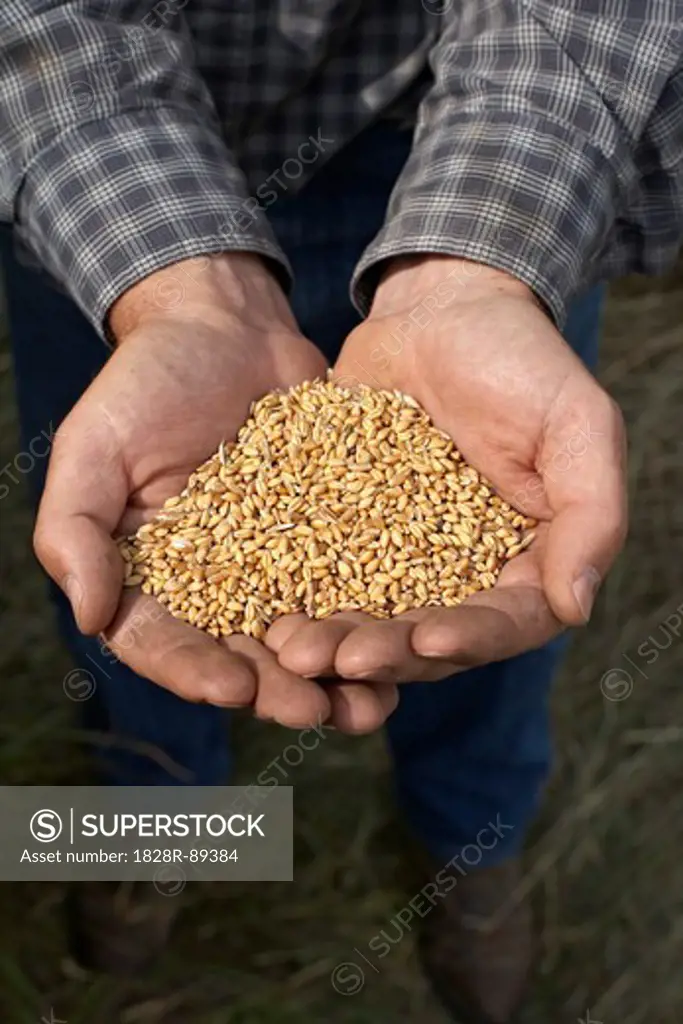 Farmer's Hands holding Harvested Grains of Wheat, Pincher Creek, Alberta, Canada