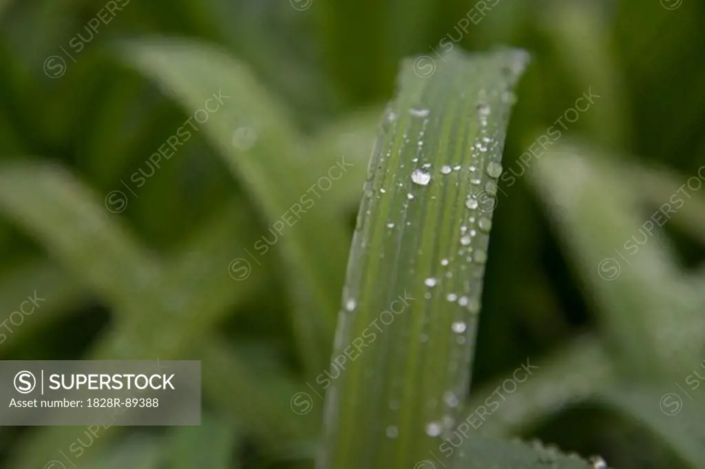 Water Drops on Plant, Freiburg, Baden-Wurttemberg, Germany