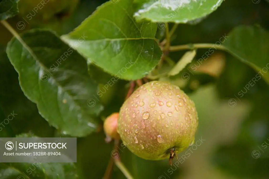 Close-up of Apple on Tree, Freiburg, Baden-Wurttemberg, Germany