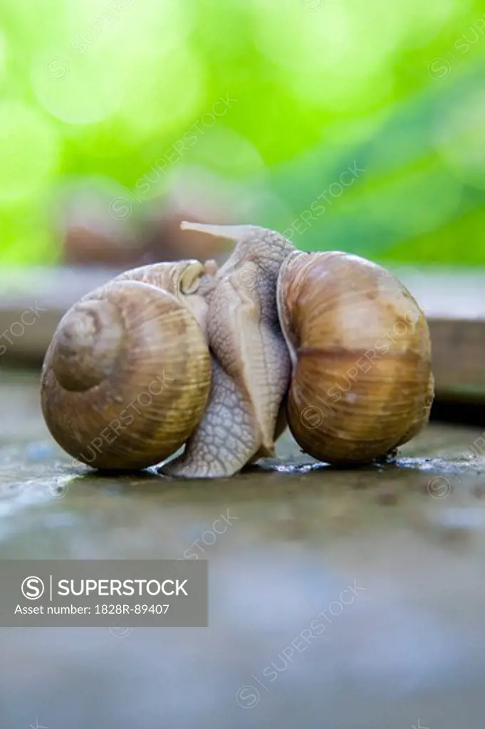 Snails Mating, Freiburg, Baden-Wurttemberg, Germany