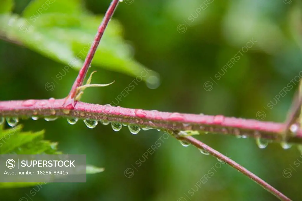 Close-up of Rain Drops on Branch, Freiburg, Baden-Wurttemberg, Germany