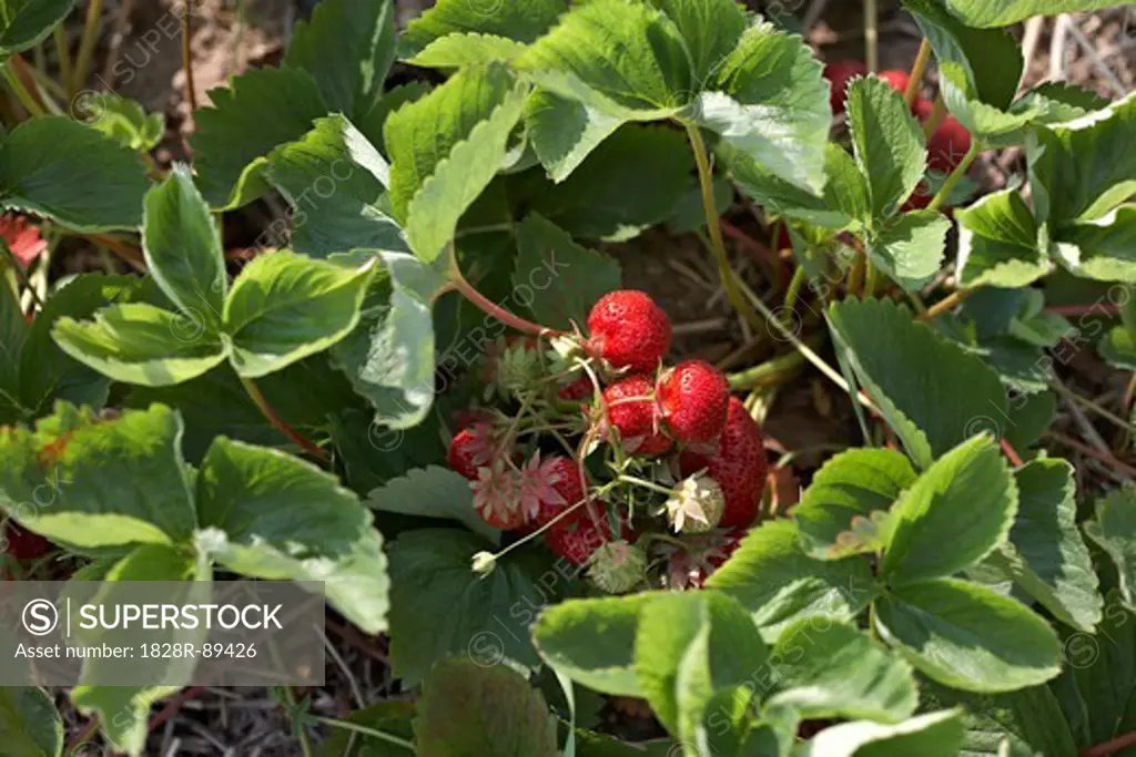 Ripe Strawberries on Plants, DeVries Farm, Fenwick, Ontario, Canada
