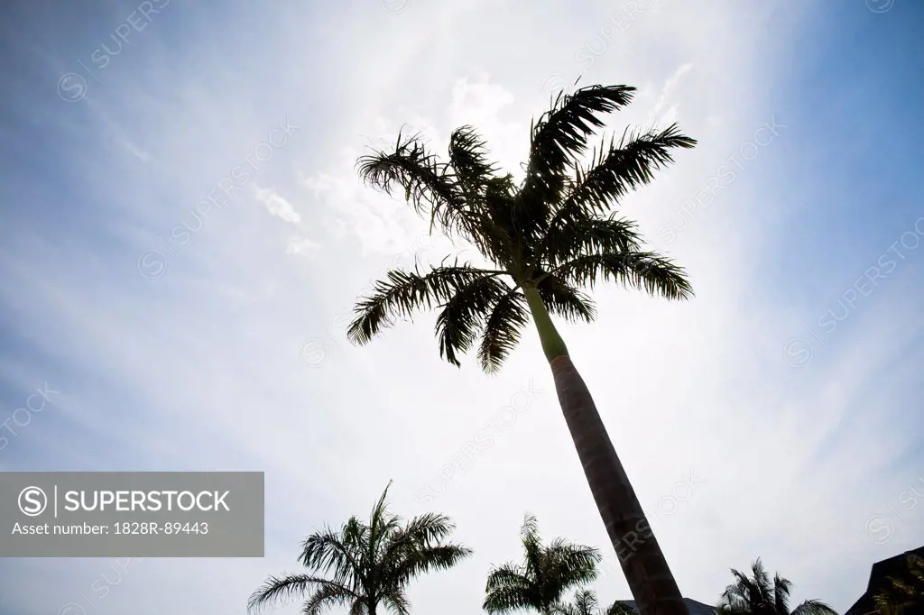 Palm Tree, Negril, Jamaica