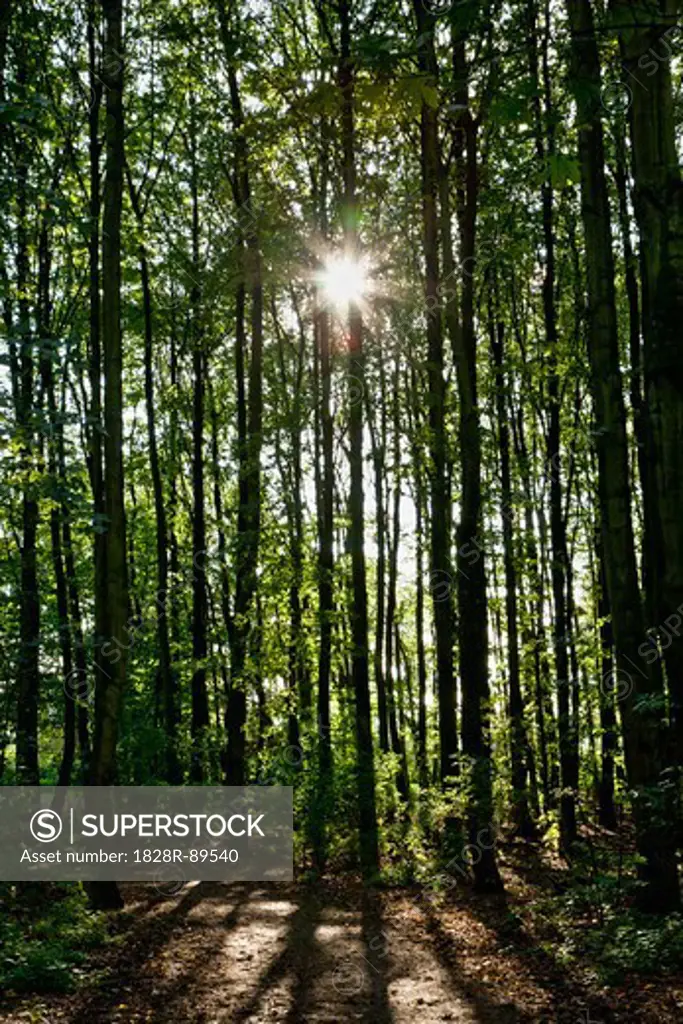 Sun through Forest, Germany