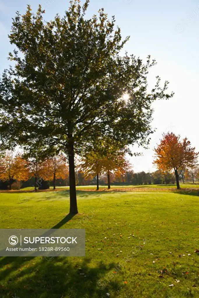 Golf Course with Trees in Autumn, North Rhine-Westphalia, Germany
