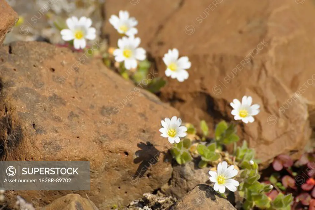 Arctic Mouse-Ear Chickweed, Romer Fjord, East Greenland, Greenland