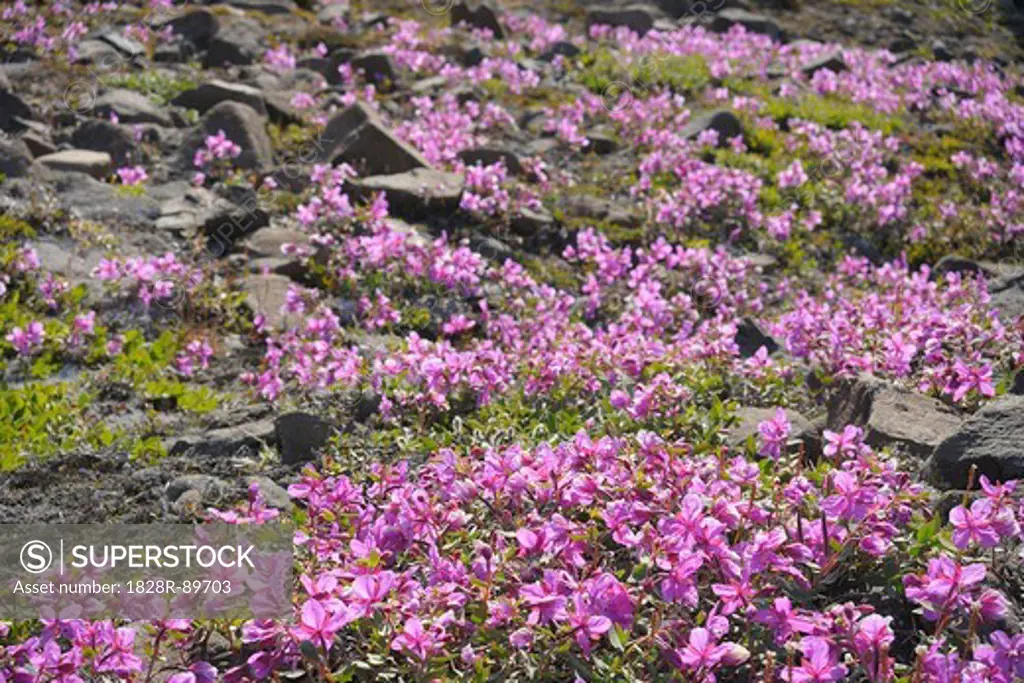Broad-Leaved Willowherb, Romer Fjord, East Greenland, Greenland