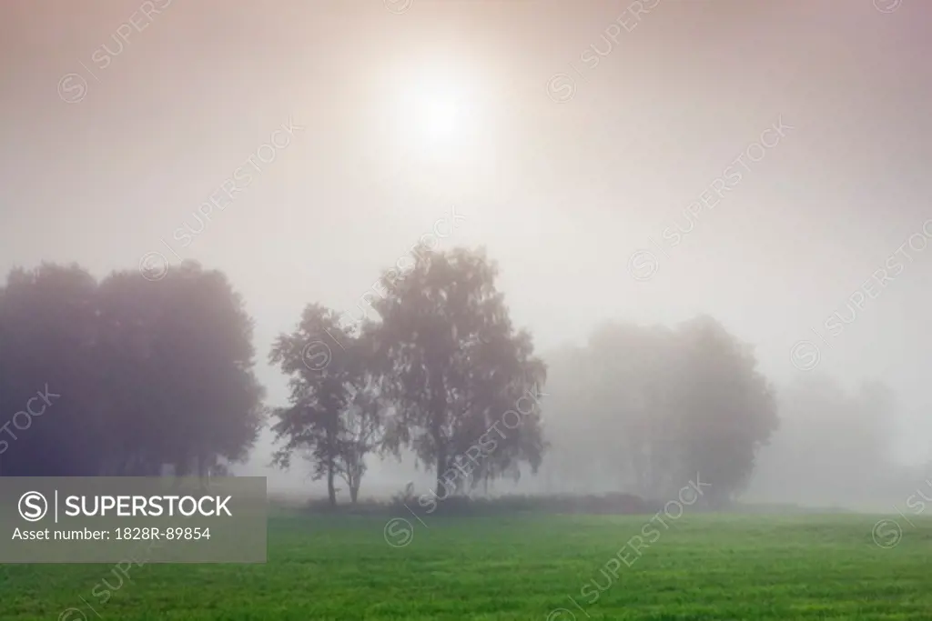 Birch Forest in Mist, Ammersee, Bavaria, Germany