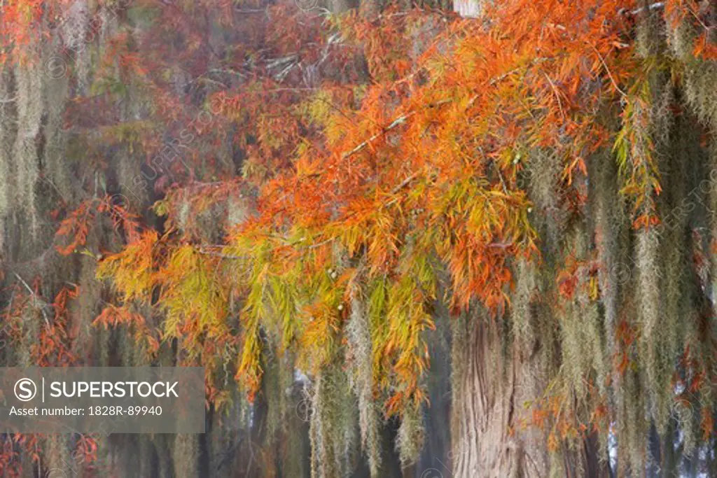 Bald Cypress, Lake Martin, Atchafalaya Basin, Louisiana, USA