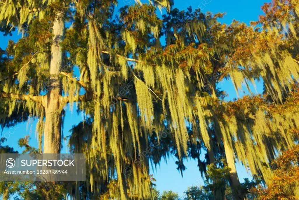Bald Cypress, Lake Palourde, Morgan City, Atchafalaya Basin, Louisiana, USA