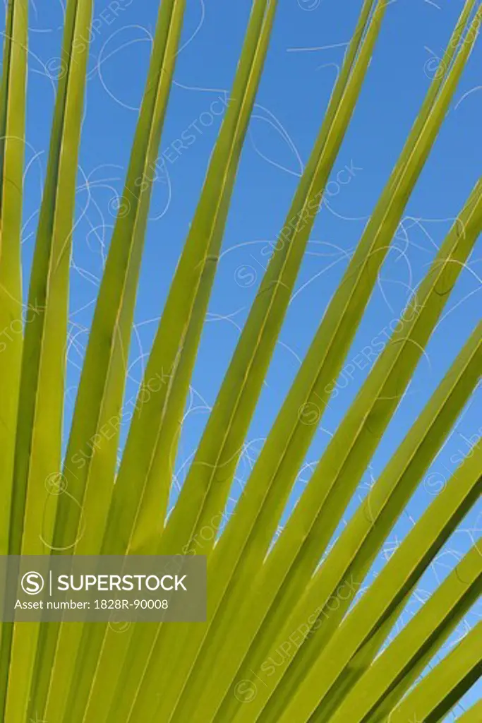 Detail of Palm Leaves, Marrakech, Morocco