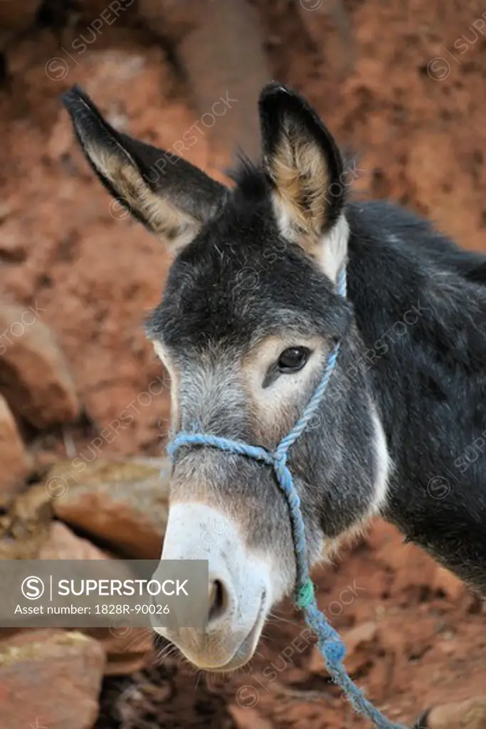 Portrait of Donkey, Ourika Valley, Atlas Mountains, Morocco