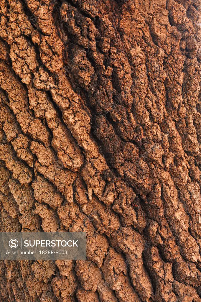 Bark of Old Tree, Ourika Valley, Atlas Mountains, Morocco