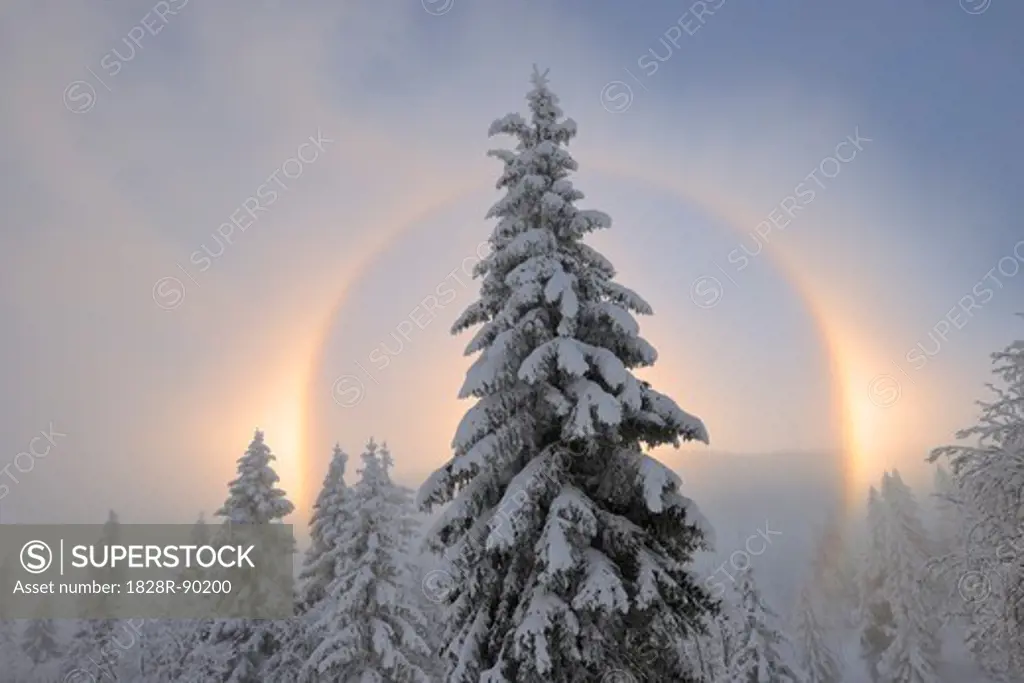 Halo and Snow Covered Trees, Ore Mountains, Fichtelberg, Saxony, Germany
