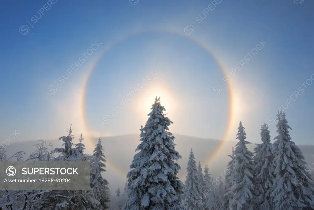 Halo and Snow Covered Trees, Fichtelberg, Ore Mountains, Saxony, Germany