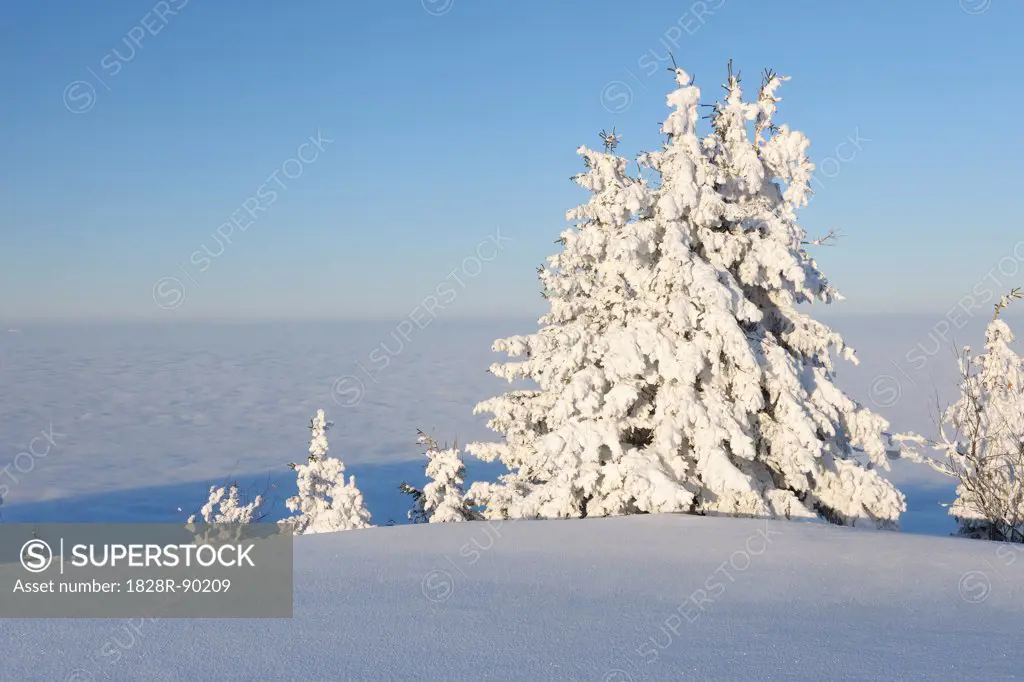 Snow Covered Trees and Fog in Valley, Rigi Kulm, Rigi, Canton Schwyz, Switzerland